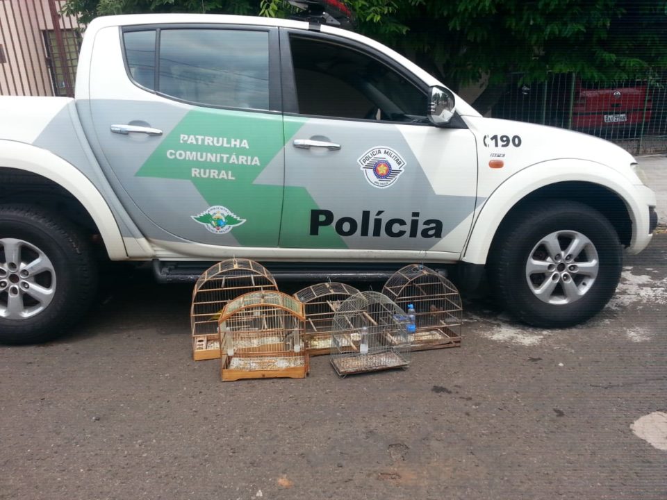 Polícia Ambiental flagra pássaros em cativeiro na zona Norte