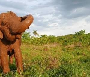 Dois meses depois de se mudar para santuário, elefanta Ramba morre