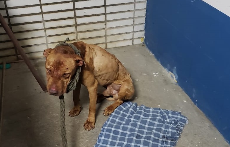 Polícia estoura rinha de cães e encontra churrasco de carne de cachorro