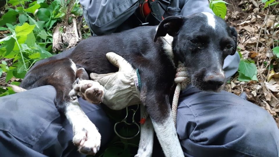 Bombeiros e Sicoe resgatam cachorra que caiu em buracão