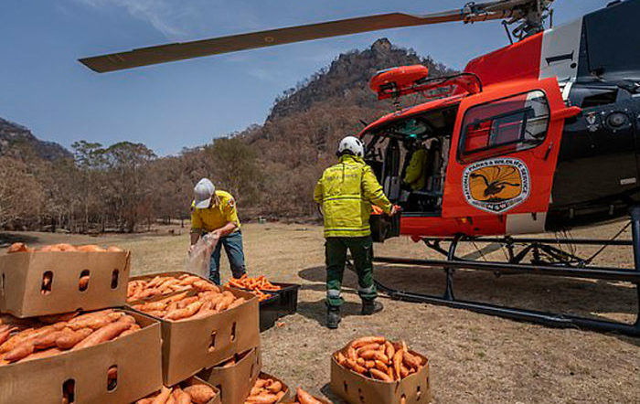 Na Austrália, helicópteros lançam comida para animais