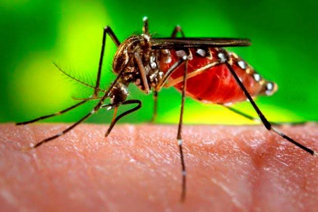 Garça teve mais de 500 casos de dengue em 2019
