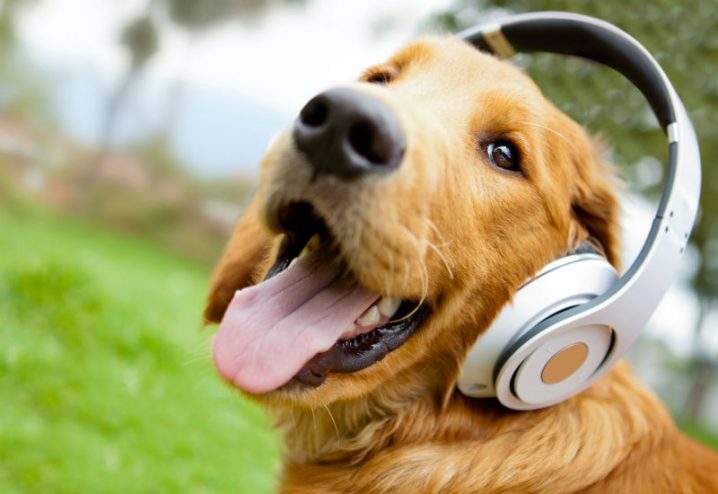 Spotify agora tem playlist para animais de estimação