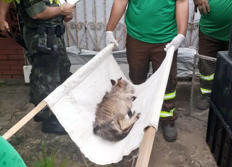 Polícia Civil flagra maus-tratos e resgata 16 animais em Marília