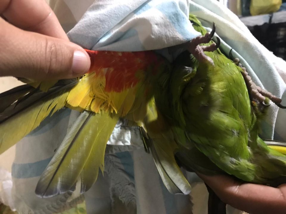 Homem é flagrado com aves e multado em R$ 9 mil