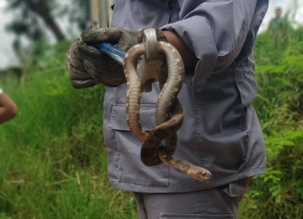 Cobra é capturada em telhado no Parque das Azaleias