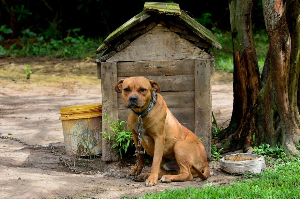 Paraná pode ter delegacia especializada em crimes contra animais