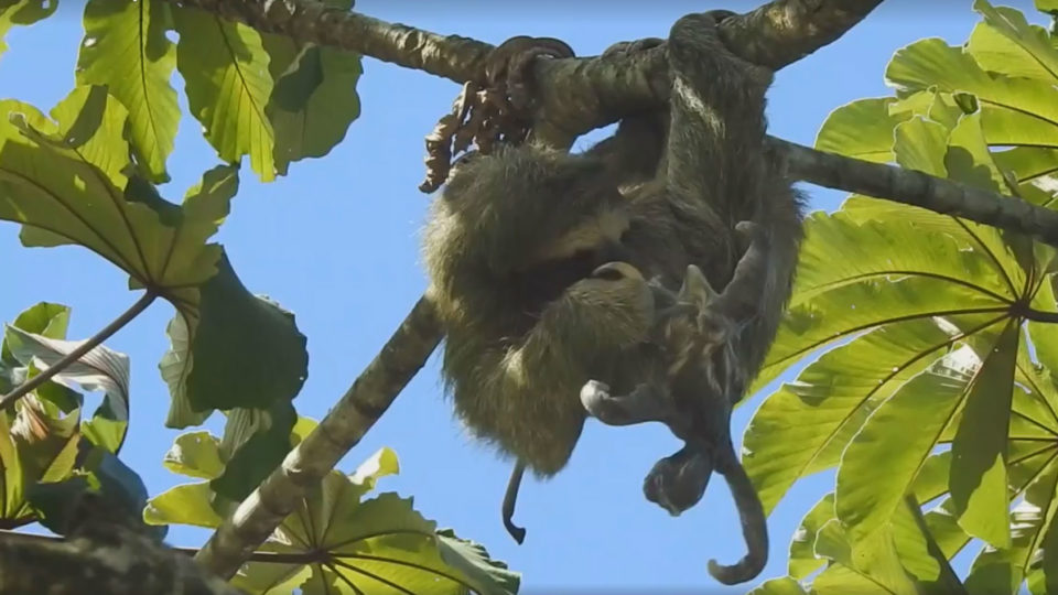 Guia turístico flagra bicho preguiça dando à luz em cima de árvore