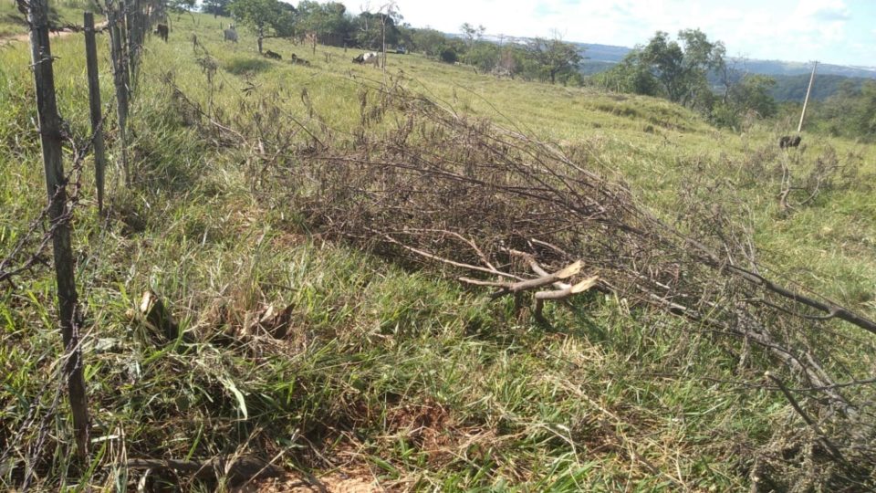 Polícia flagra corte de árvores na zona Rural de Marília