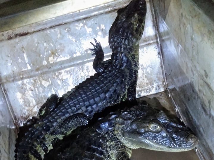 Trio é preso com armas e jacarés em barco na região