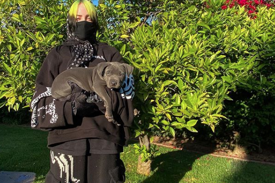 Billie Eilish adota filhote de Pitbull durante pandemia