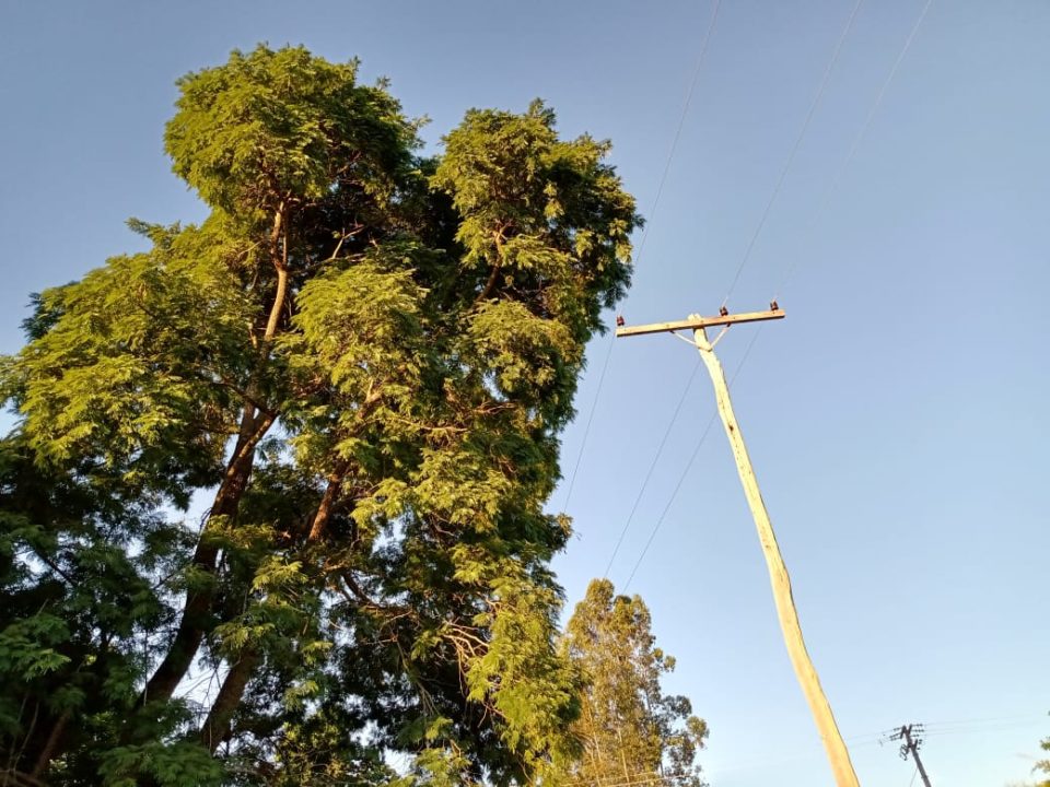 Zona rural tem frequente falta de energia por ausência de poda