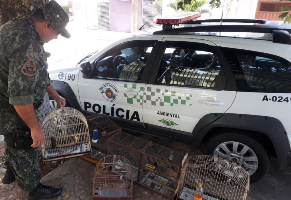 Ambiental flagra 12 aves em cativeiro na região