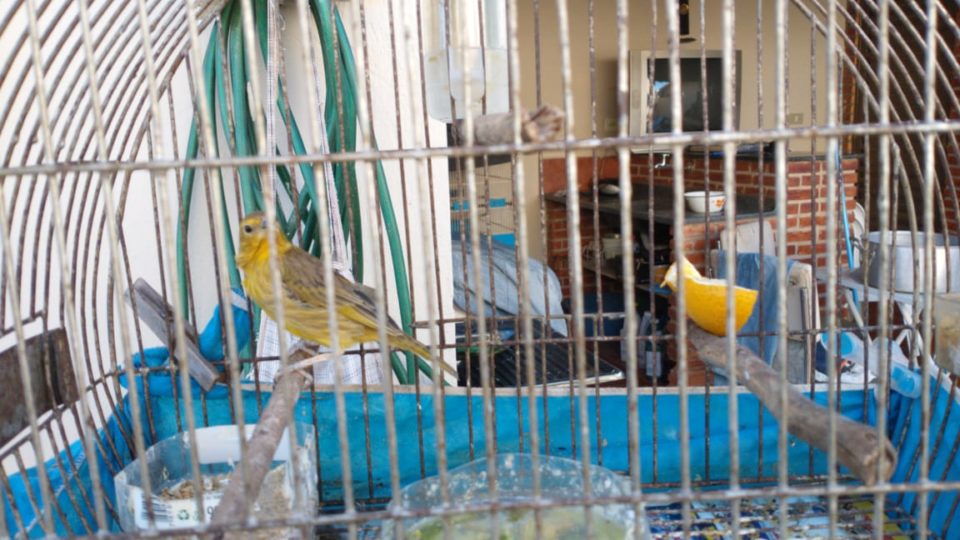 Ambiental multa dono de imóvel por manter aves em cativeiro