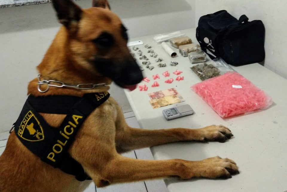 Cão farejador descobre drogas em apartamento na zona Sul