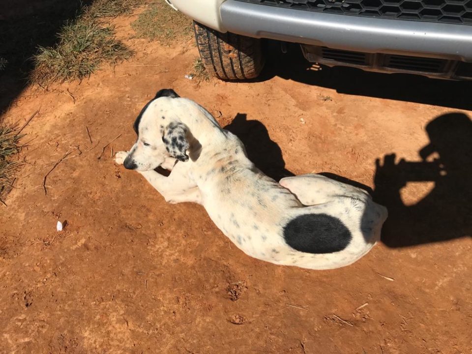 Ambiental resgata cães com sinais de maus-tratos