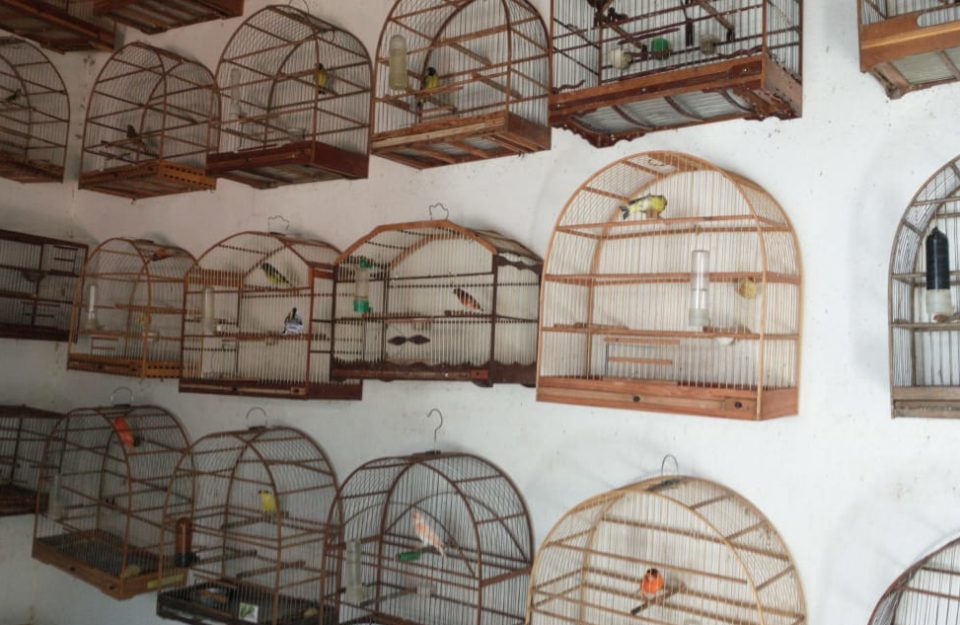 Ambiental flagra 60 aves em cativeiro e aplica multa de R$ 30 mil