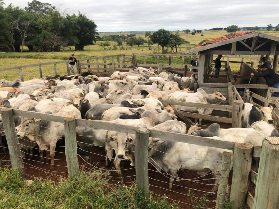 Polícia recupera 79 cabeças de gado furtadas na região