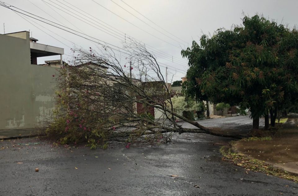 Temporal com ventos de 65 km/h causa estragos em bairros de Marília