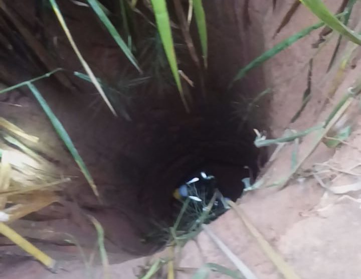 Bombeiros resgatam cão que caiu em poço em Garça