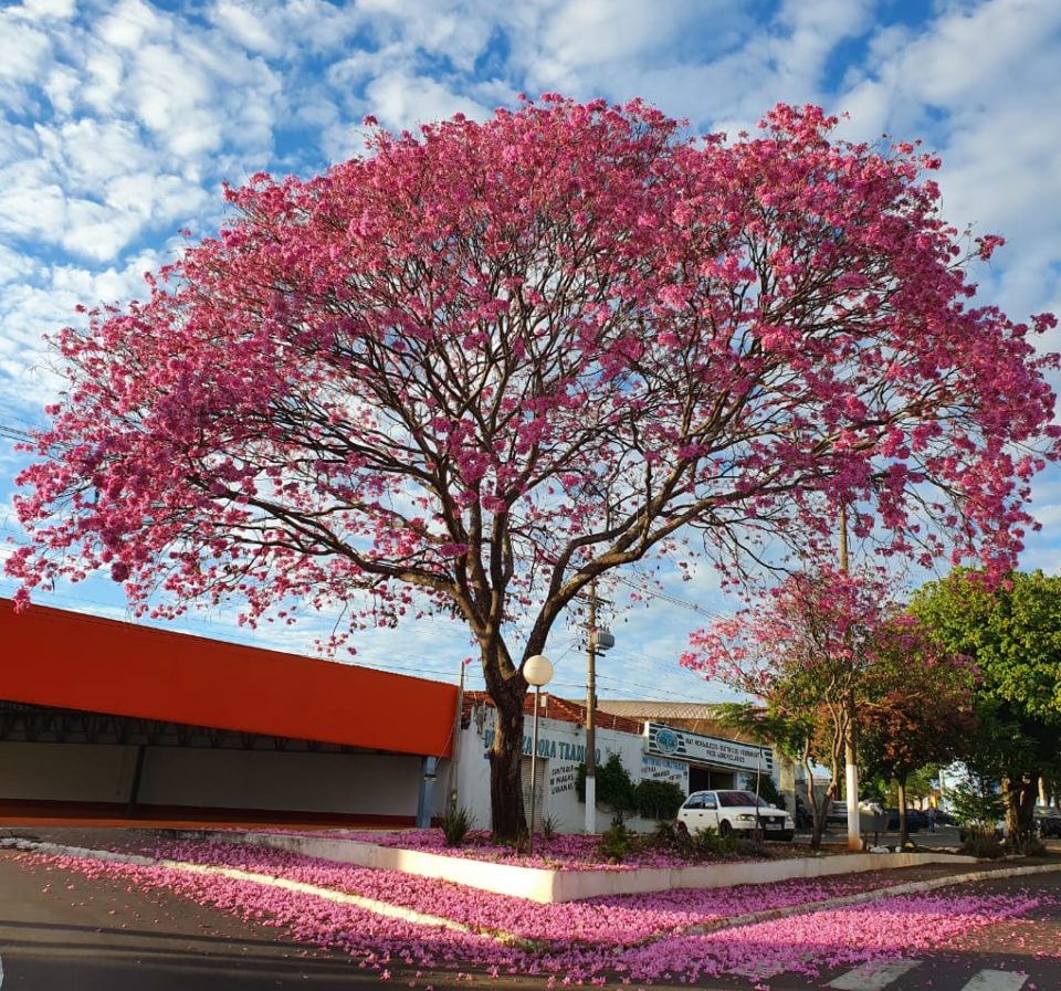 Início da temporada de florada dos ipês colore Marília