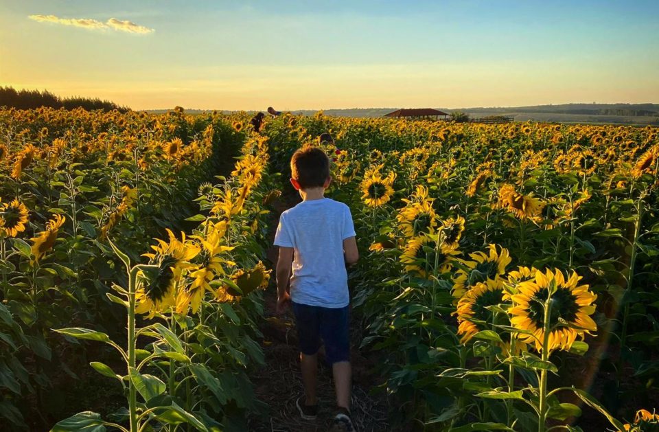 Plantação de girassóis vira atração para fotos na região