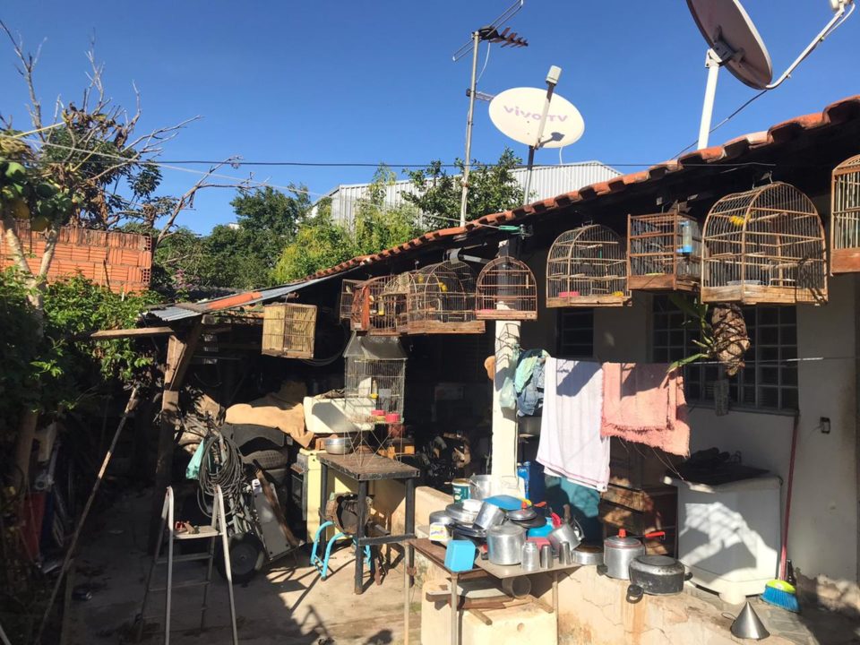 Ambiental flagra 20 pássaros em cativeiro na zona Sul