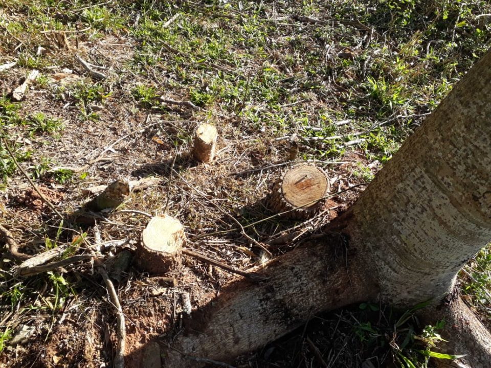 Ambiental aplica multa de R$ 15 mil por corte de árvores