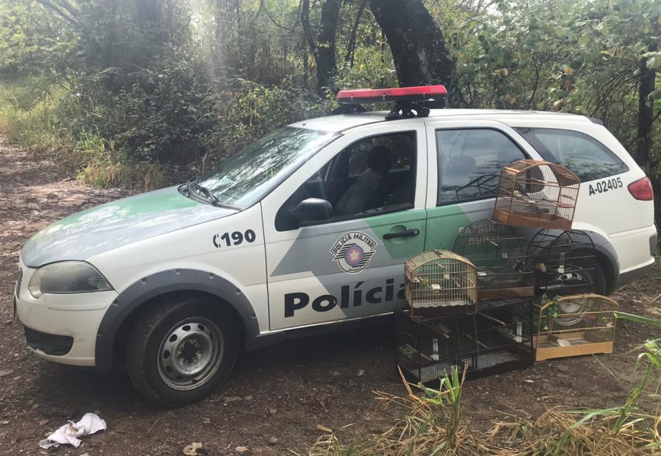 Ambiental apreende pássaros em ocorrências na zona Norte