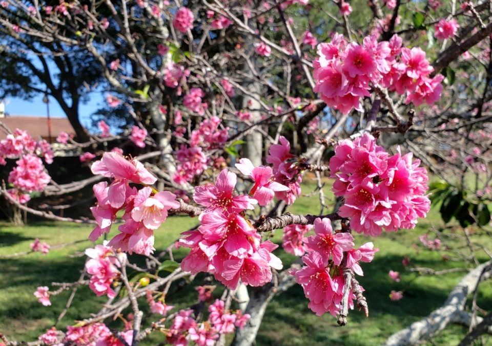 Florada das cerejeiras atrai olhares em Garça