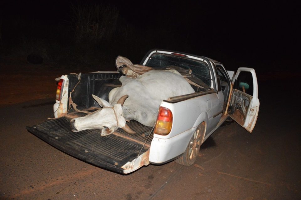 Veículo que transportava vaca furtada se envolve em acidente