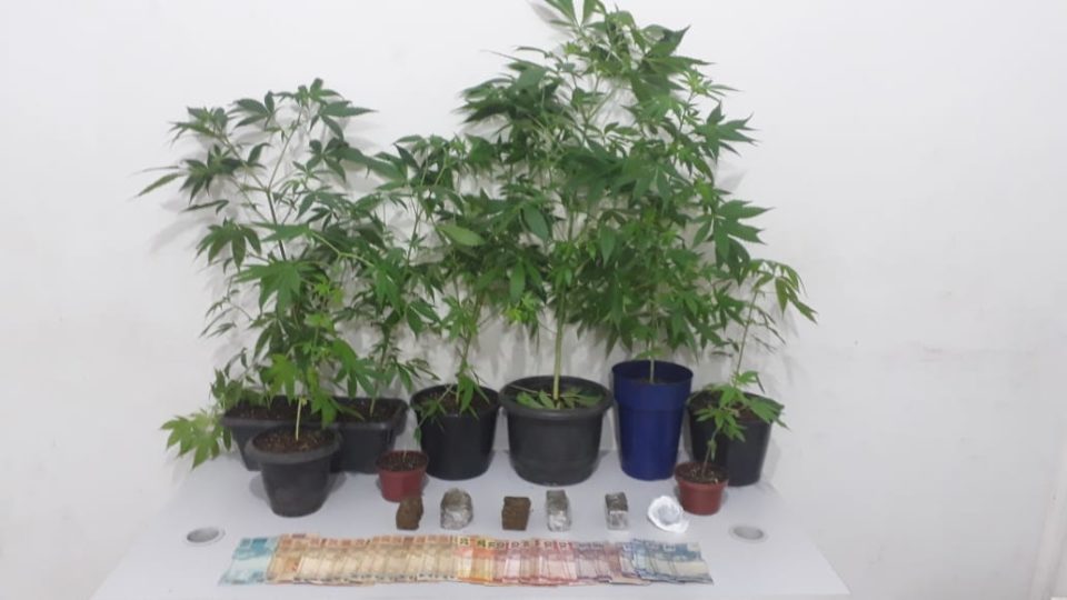 Força Tática apreende 11 pés de maconha em guarda-roupas