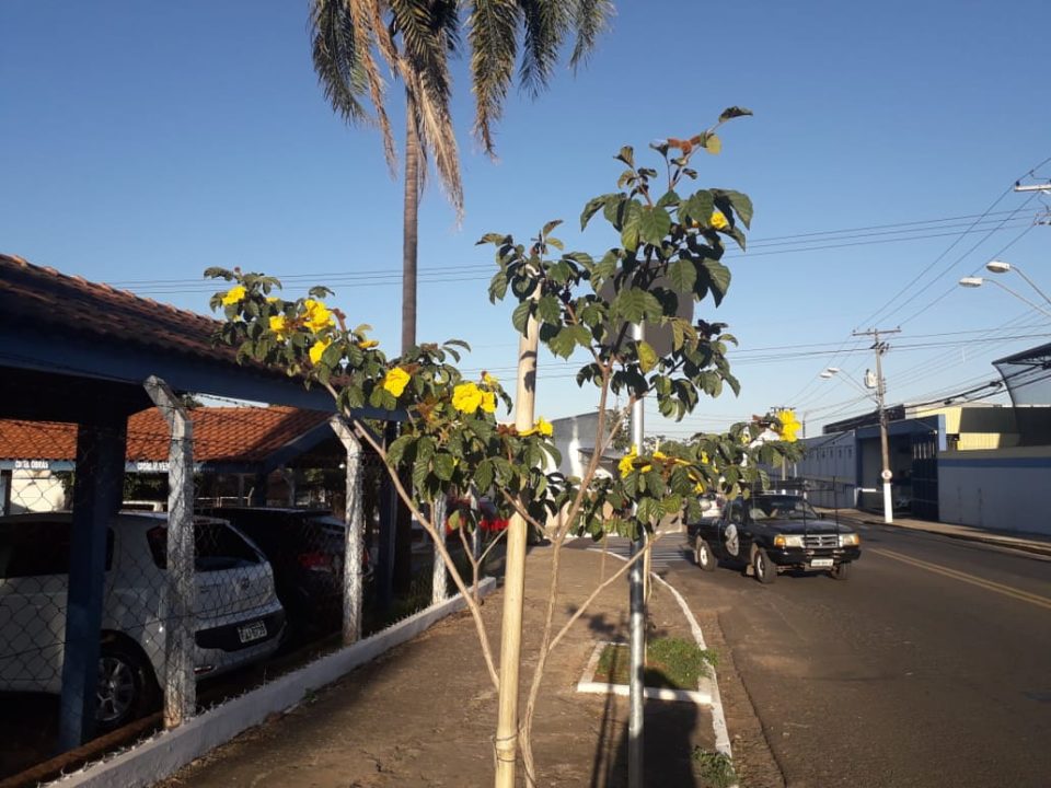 Prefeitura repudia crimes ambientais contra a arborização