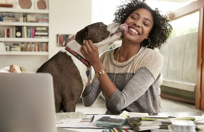 Home office pode significar ter live invadida por animais