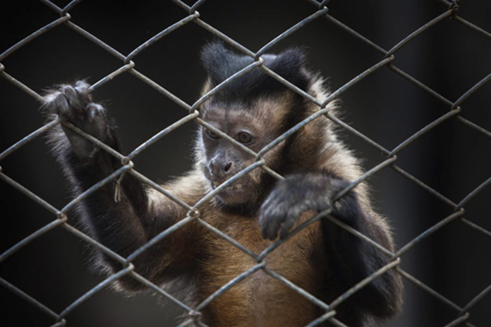 Combater tráfico de animais seria mais eficaz contra doenças