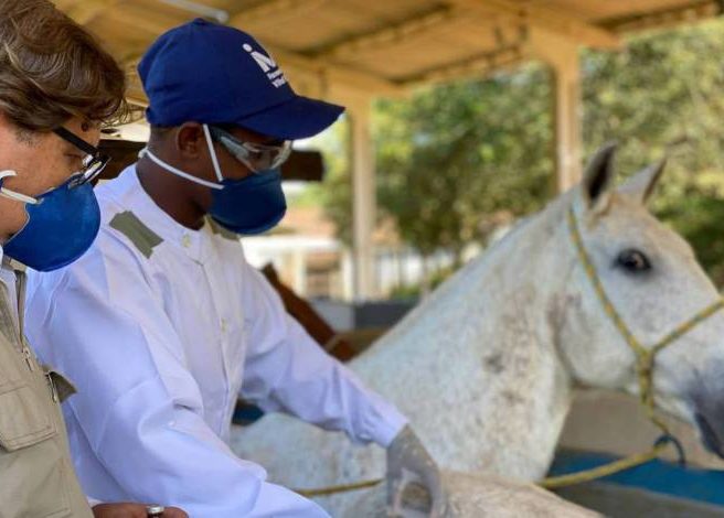 Coronavírus: Soros de cavalos têm anticorpos potentes