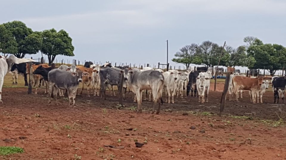 Polícia Civil recupera 12 cabeças de gado furtadas