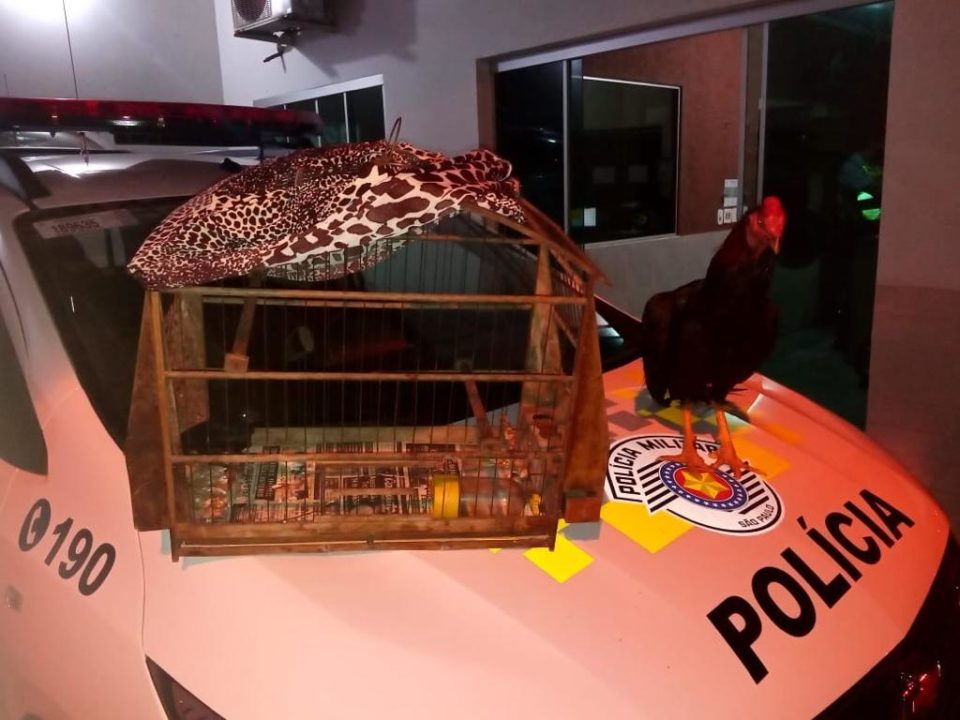 Dupla é detida com aves irregulares na rodovia SP-294