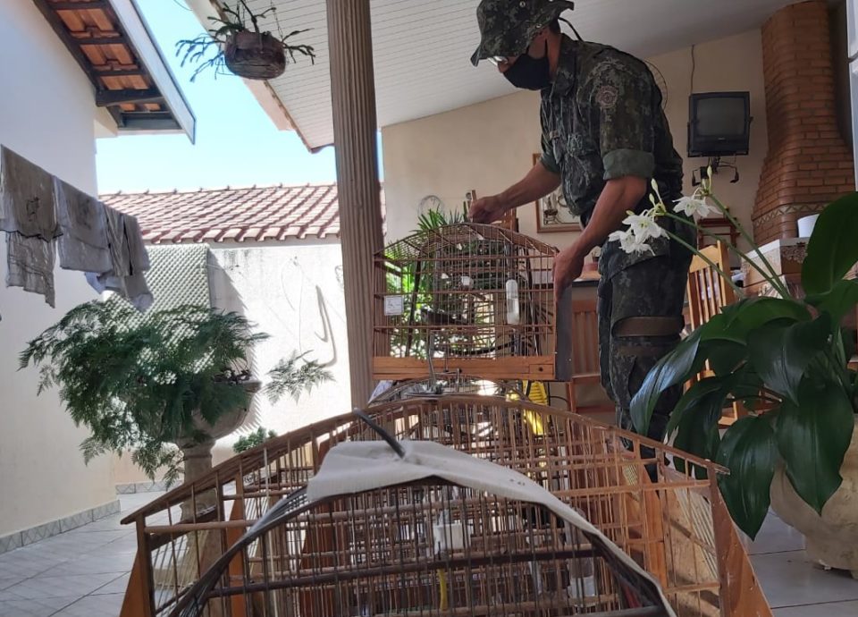 Polícia flagra pássaros em cativeiro no Palmital