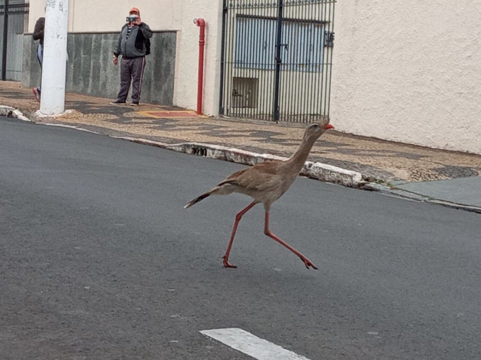 Seriema é flagrada pelo Centro de Marília