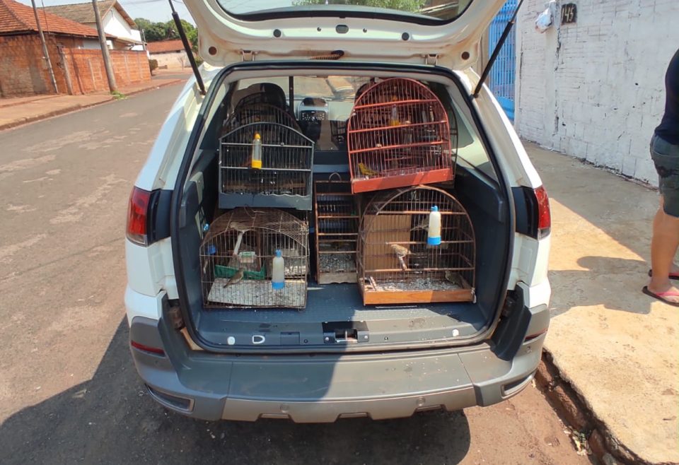 Polícia aplica multa de R$ 7 mil por aves em cativeiro