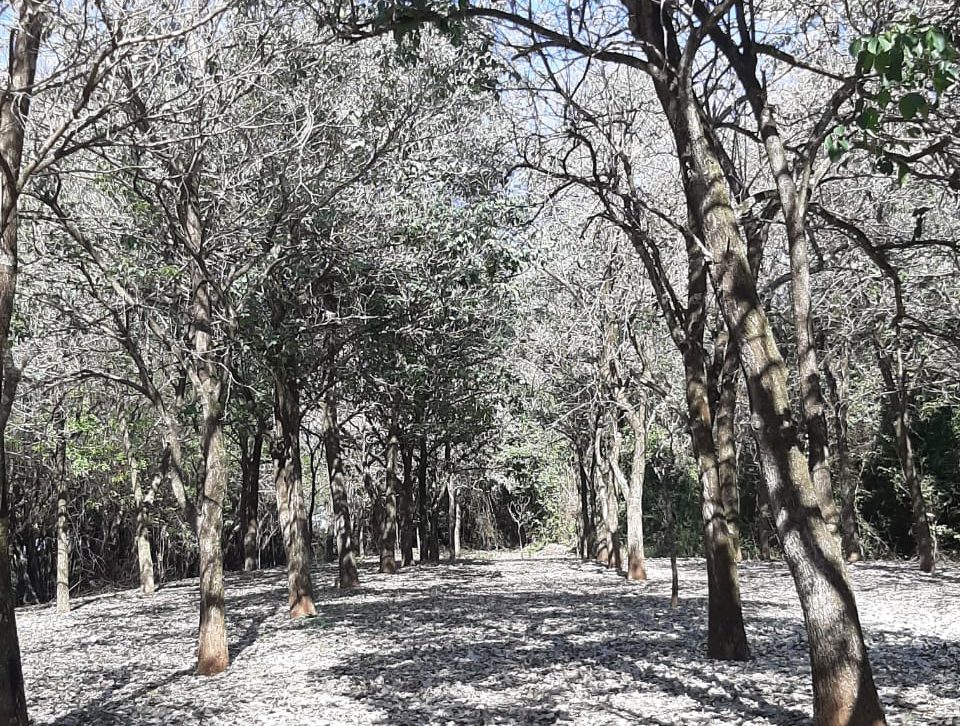 Florada de ipês embeleza todas as regiões de Marília