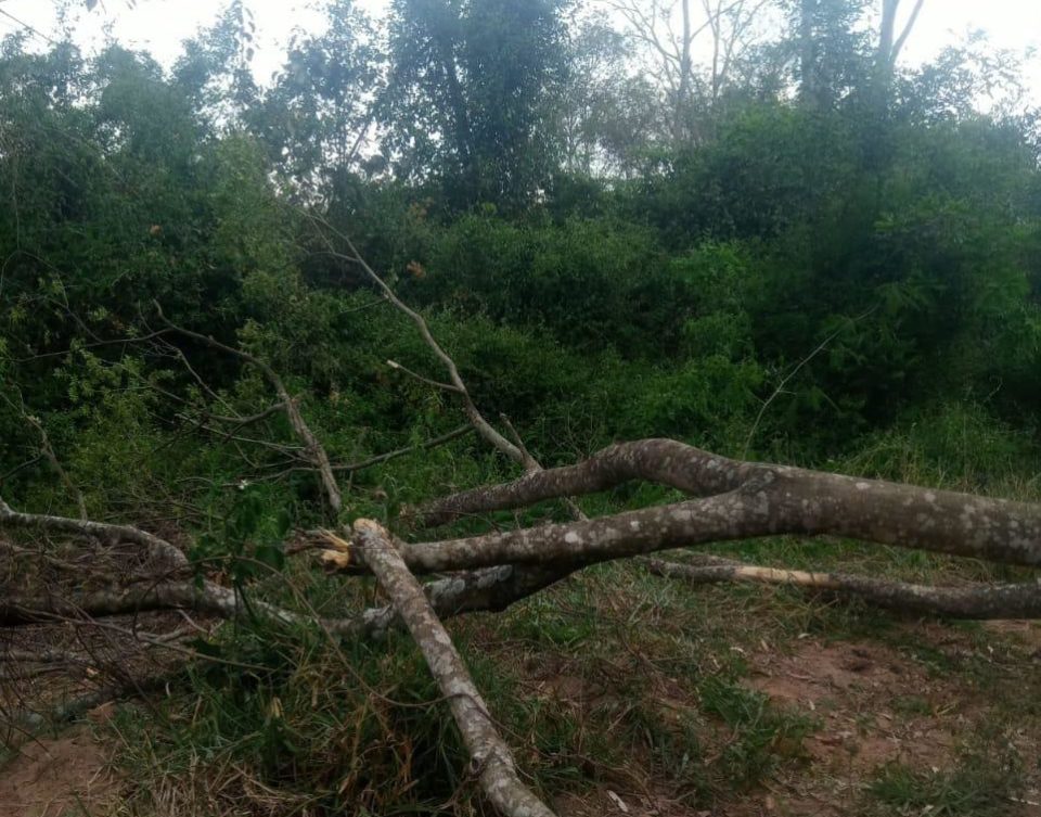 Queda de árvore em fiação elétrica provoca falta de água