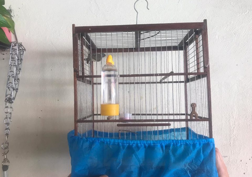 Polícia flagra aves em cativeiro em imóveis na zona Sul