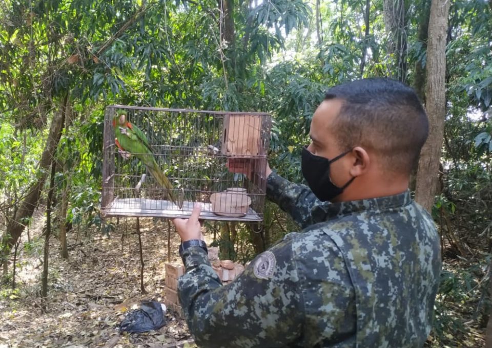 Mulher é multada por maus-tratos a maritaca na zona Norte