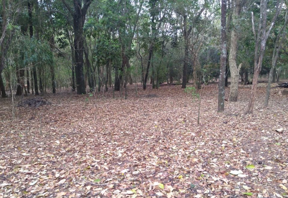 Fazenda é multada em mais de R$ 10 mil por danificar vegetação