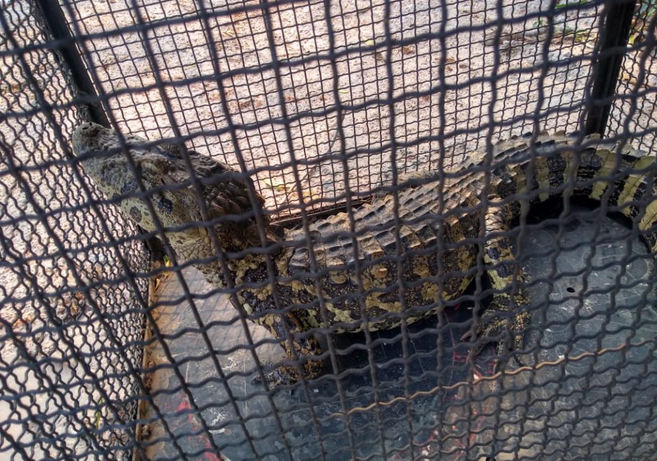 Jacaré é capturado pela polícia em cidade vizinha