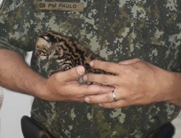 Polícia Ambiental resgata filhote de jaguatirica na região