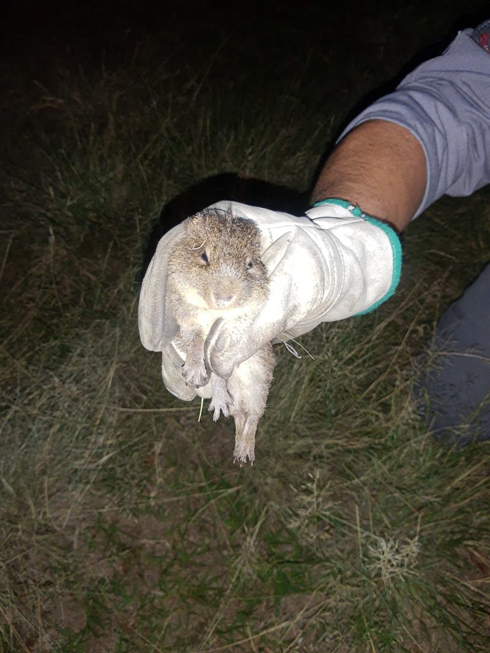 Família de cutias é resgatada durante incêndio em Garça