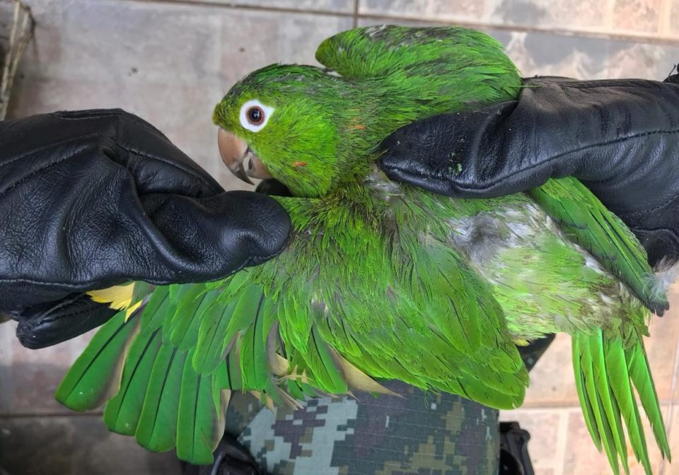 Pássaros com penas cortadas são resgatados na zona Sul